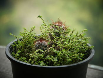 Close-up of cactus plant in pot