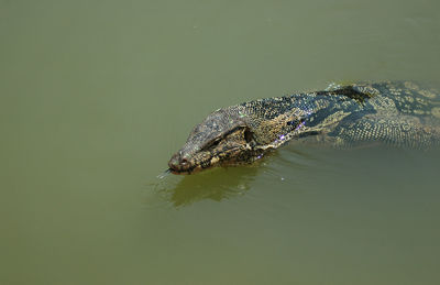 Close-up of a turtle swimming in lake