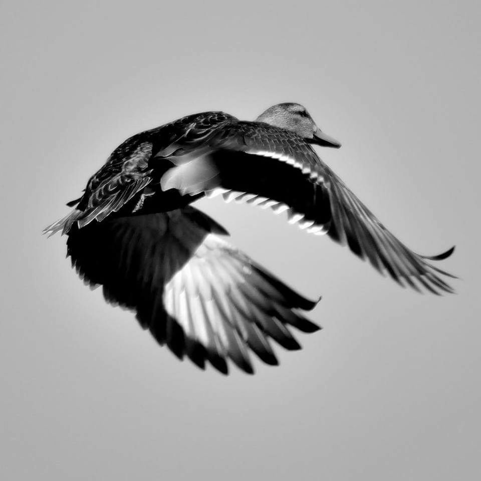 CLOSE-UP OF BIRD FLYING