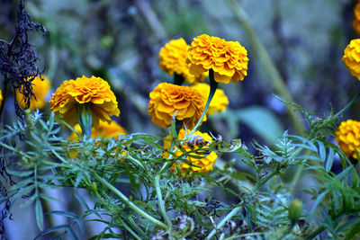 Close-up of yellow flowering plants