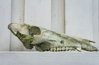 Close-up of animal skull