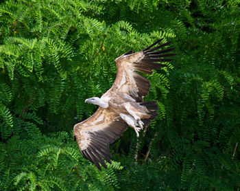 Bird flying over field