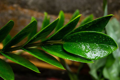 Close-up of wet plant leaves