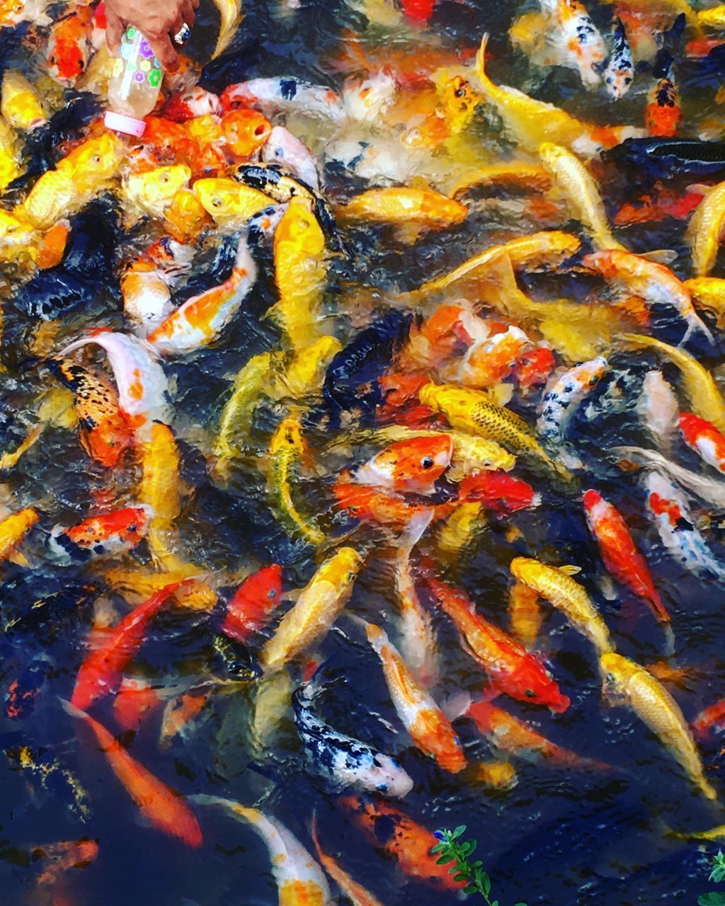 FISH SWIMMING IN LAKE