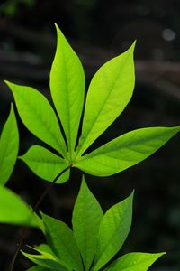 Beautiful leaves in nature