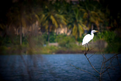 Bird perching on plant by lake