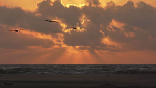 Silhouette birds flying over sea against sky during sunset