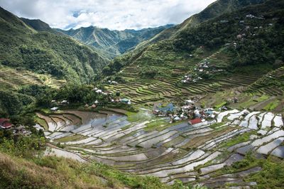 High angle view of rice paddy