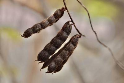 Close-up of dried plant