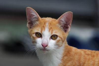 Close-up portrait of cat