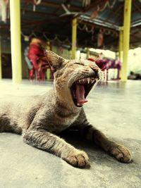 Close-up of a cat yawning