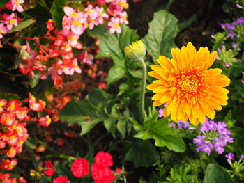 Close-up of yellow flowering plants