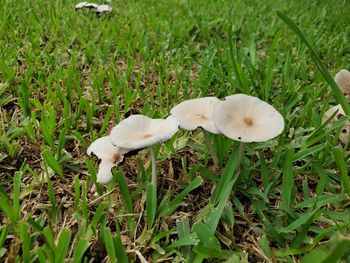 Close-up of a mushroom in field