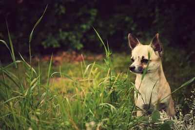 Chihuahua on grassland looking away