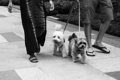 Low section of man with dog walking on sidewalk