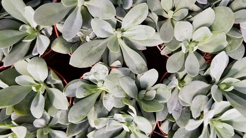 Full frame shot of white flowering plants