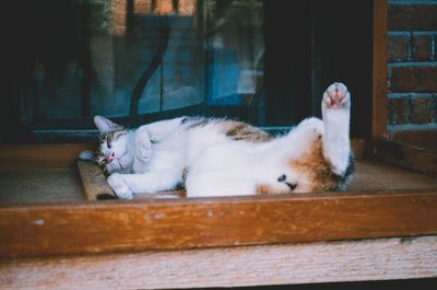 Close-up of cat relaxing on floor