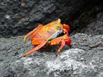 Close-up of sally lightfoot crab on rock