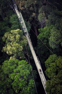 High angle view of trees