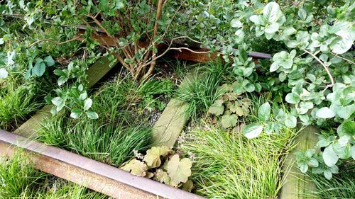 High angle view of lizard on plant