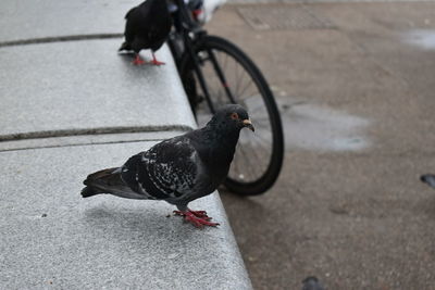 High angle view of black bird on street