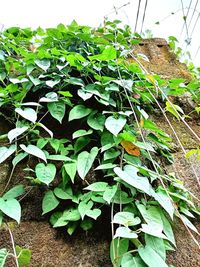 Close-up of ivy growing on field