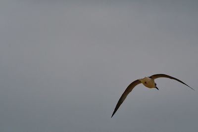 Low angle view of seagull flying against clear sky