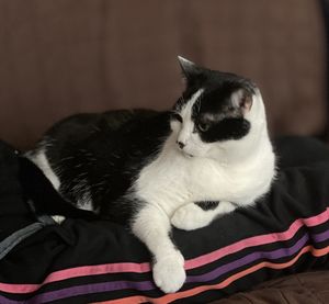 Close-up of cat resting on bed at home