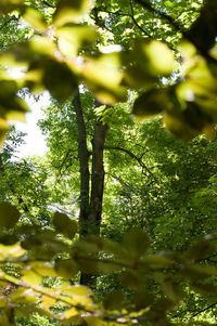 Low angle view of tree