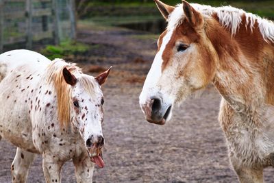 Horses on field