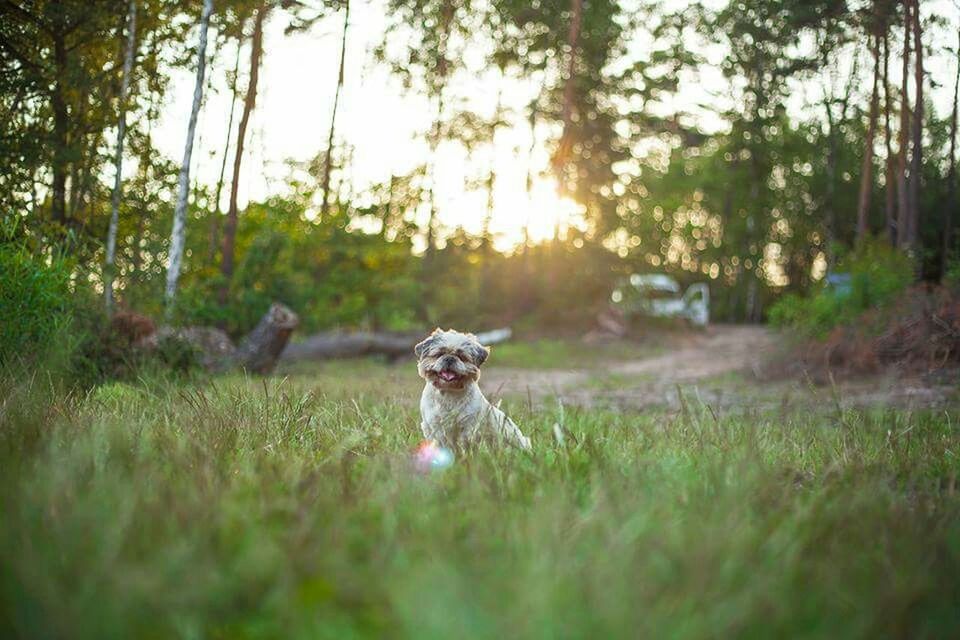 animal themes, grass, one animal, field, grassy, mammal, tree, sunlight, pets, domestic animals, animals in the wild, nature, wildlife, growth, selective focus, plant, landscape, no people, dog, day