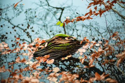 Close-up of leaves on tree