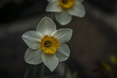 flowering plant