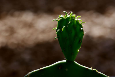 Close-up of succulent plant