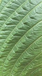 Full frame shot of green leaves