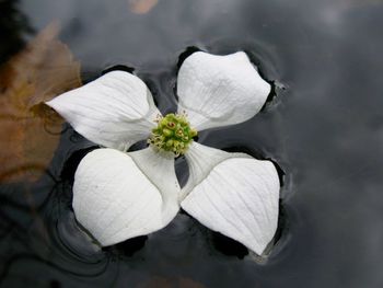 Close-up of flowers