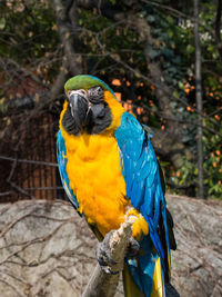 Yellow and blue parrot on a trunk, ara is a neotropical genus of bird