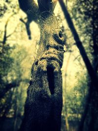 Close-up of tree trunk