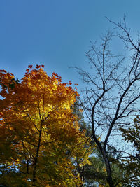 Low angle view of trees against sky during autumn