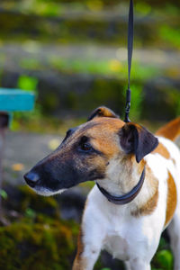 Close-up of dog looking away