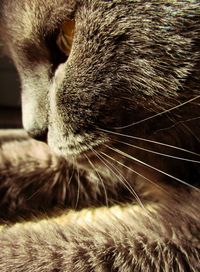Close-up of cat