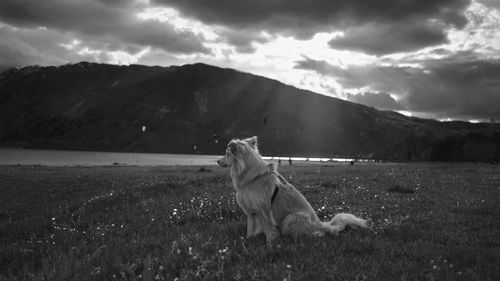 Dog sitting on field against sky