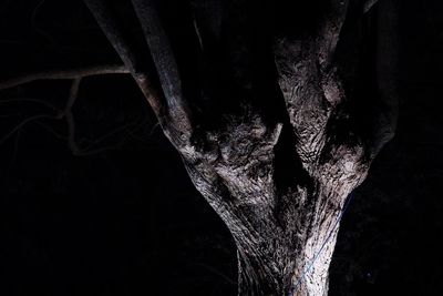 Close-up of tree trunk against black background