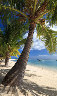 Palm tree on beach against sky