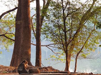 View of a cat sitting on tree trunk