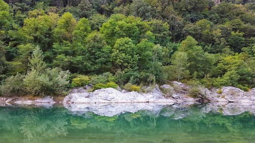 Scenic view of river in forest