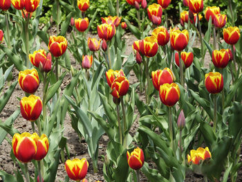 Orange tulips in field