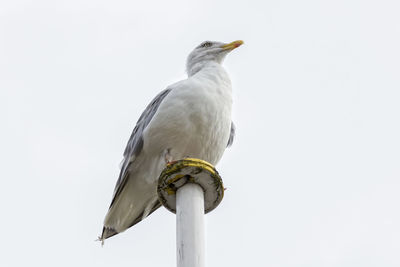 Low angle view of eagle perching on the sky