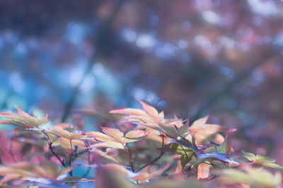 Close-up of flowering plant