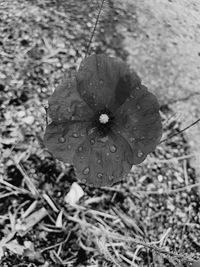 Close-up of wet flower on field